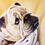 Painting of a Bull Dog