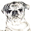 Pencil drawing of a pug dog
